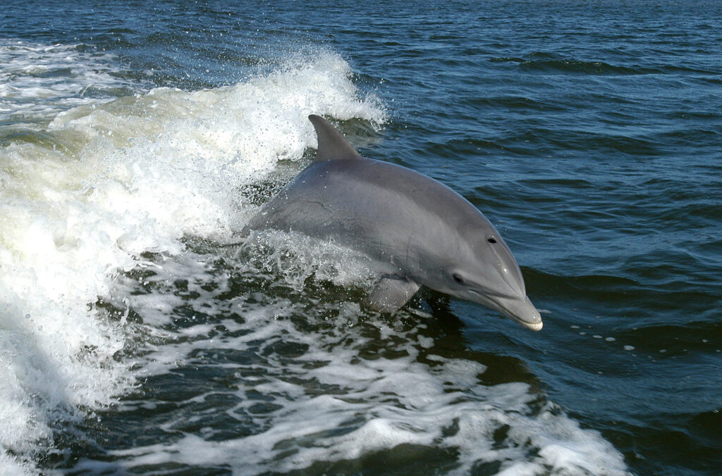 Tampa Luxury Boat Charters Dolphins